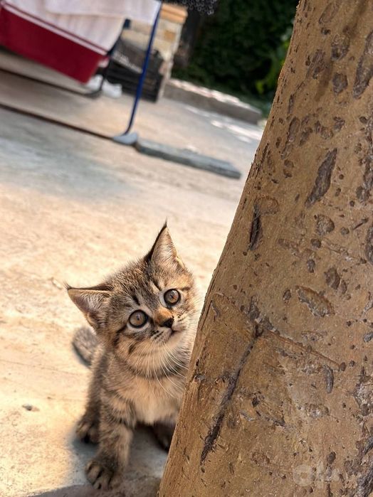 Кошка в добрые руки породистая