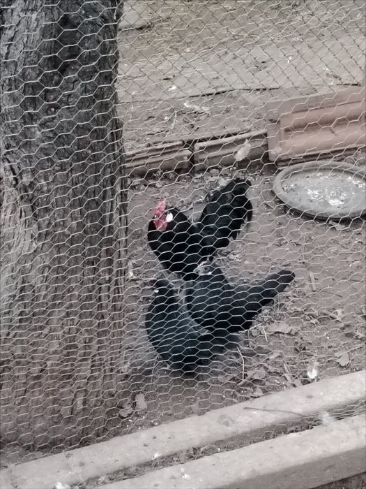 Продавам кокошки розкомб