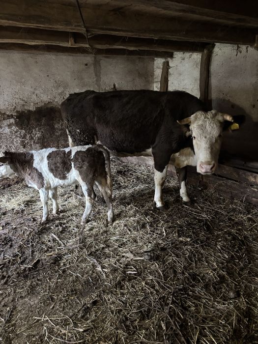 Vand vacă de 4 ani cu vitea