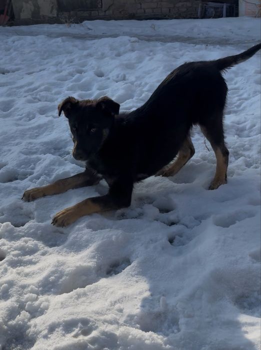 Отдам щенка в добрые руки