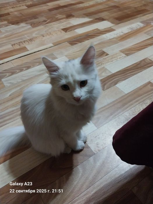 Котята домашние в добрые руки бесплатно