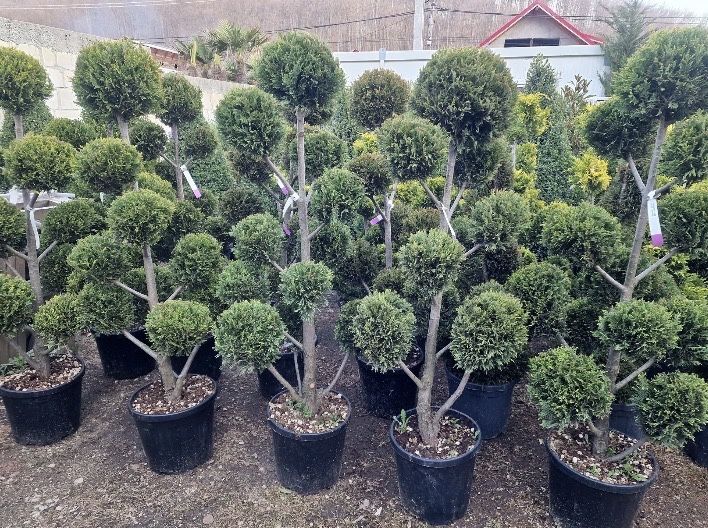 Pom Pom  de vânzare – DESIGN DEOSEBIT!