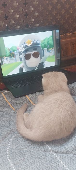 Scottishfold mushukcha
