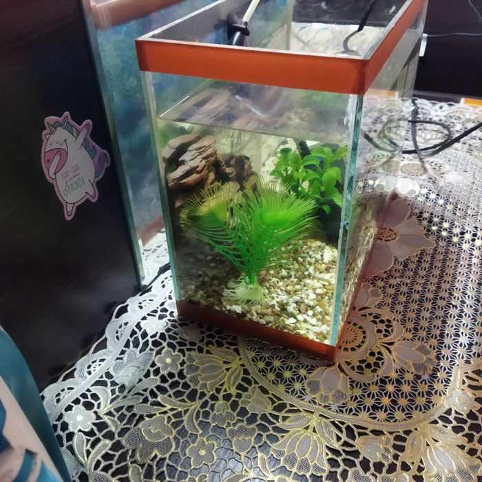 Аквариум не большой