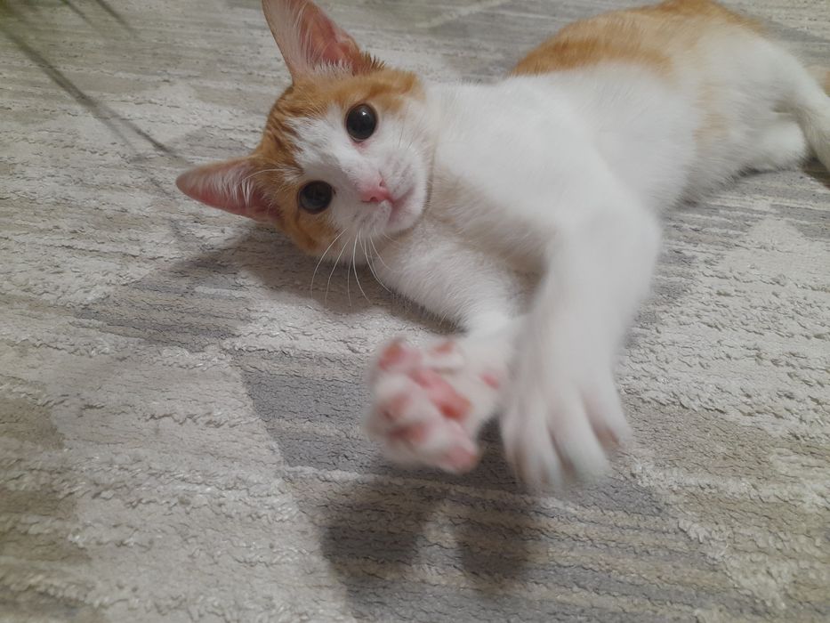 Рыжий Котик ищет дом