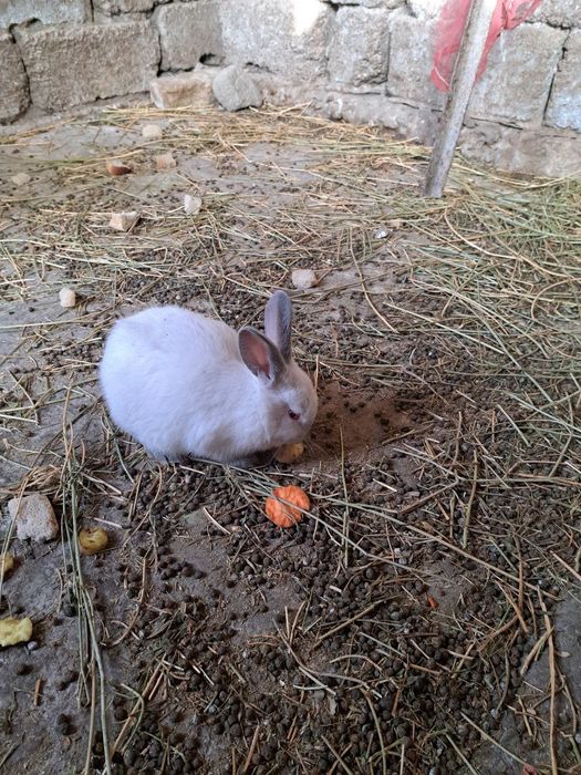 Продаются домашние кролики