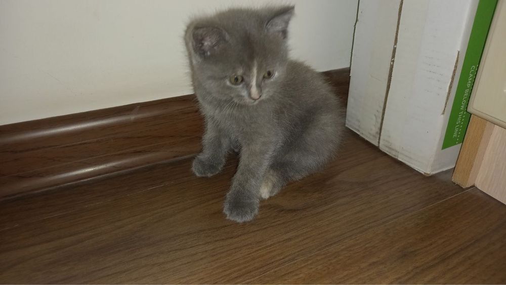 Породистые котенки, подробнее в описании