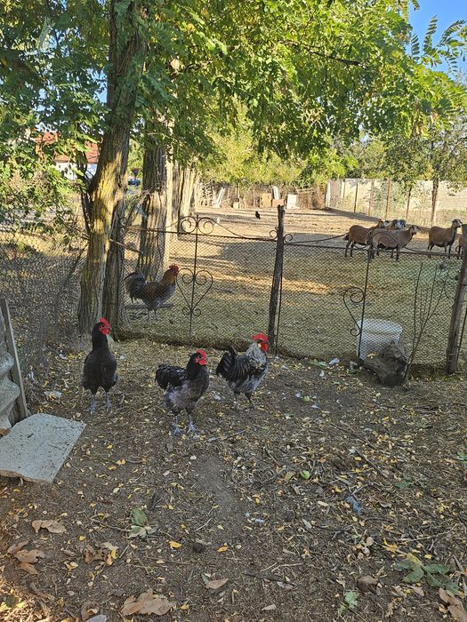 Cocoși de vânzare.