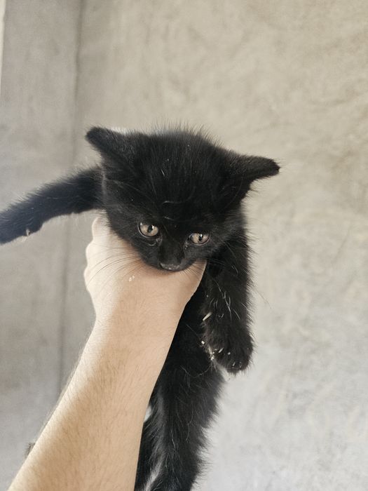 кошка муся 1 месяц чёрная