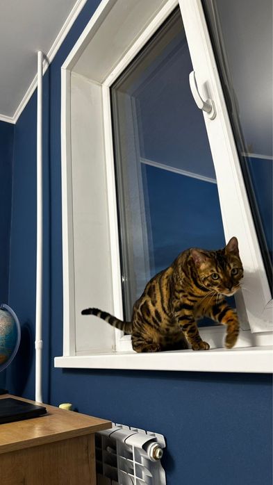 Вязка бенгала