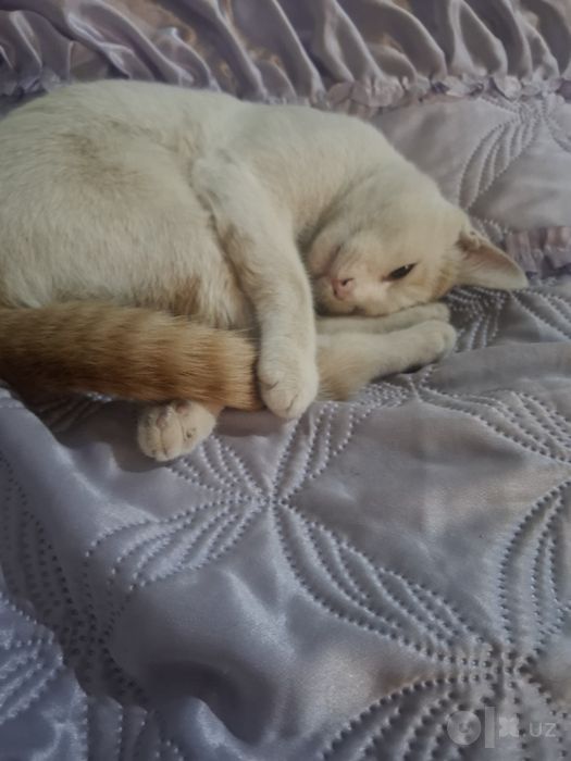 Pshik xadiyaga beriladi