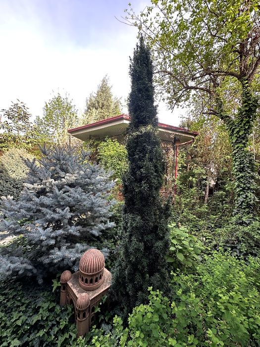 Тис. Высота 2,50 метр. Испания.