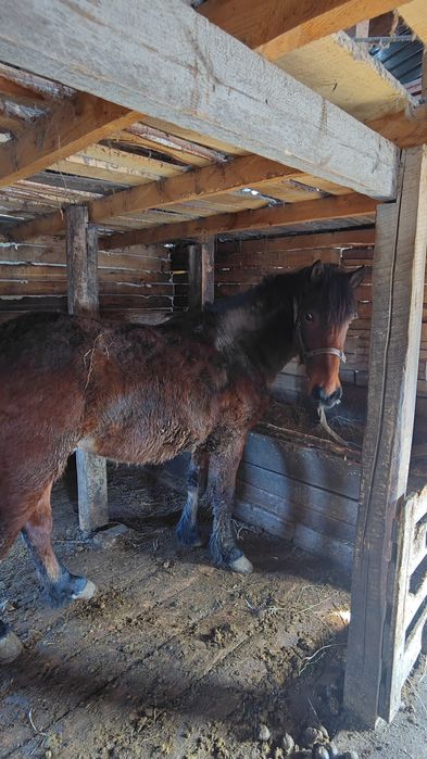Срочно Продам  Жеребца 2,8 года