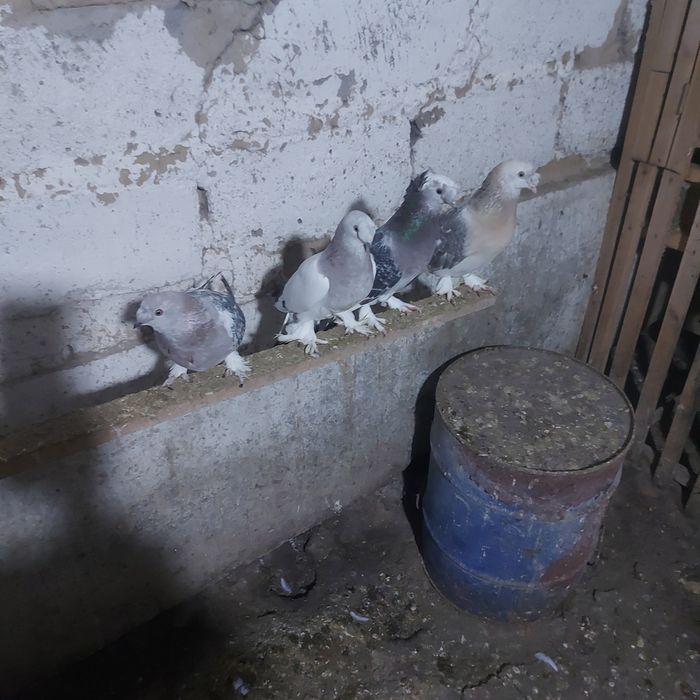 Такла насачуби двух чуби