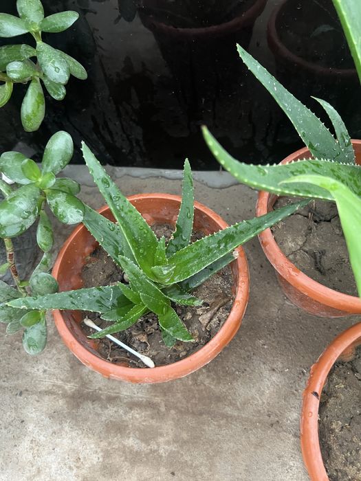 Gullar xar xil asarti dollor gul