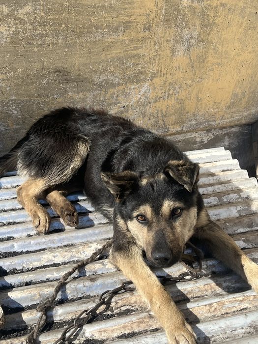 Отдам собаку в хорошие руки