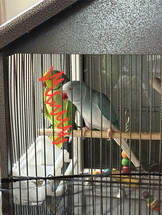 Vând Femelă Papagal Micul Alexandru + Cușcă/Colivie
