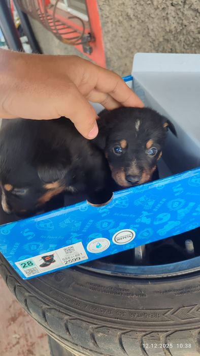 Отдам бесплатно щенки