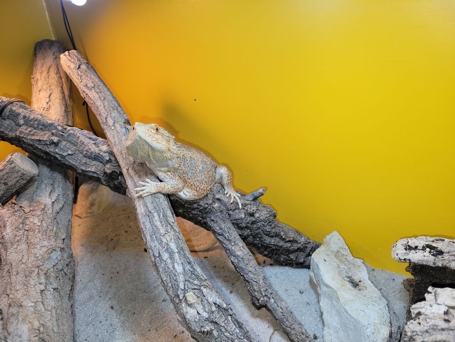 Terariu 120x60x60 din lemn  si Agama cu barba