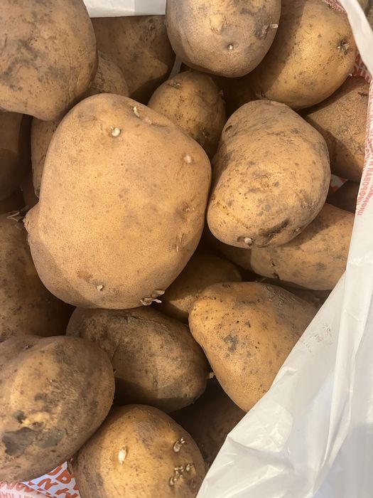 Картофель едовой