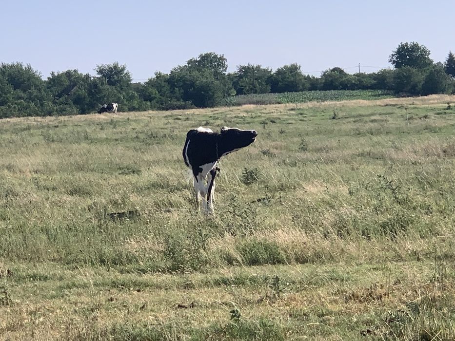 Vând vițele holstein