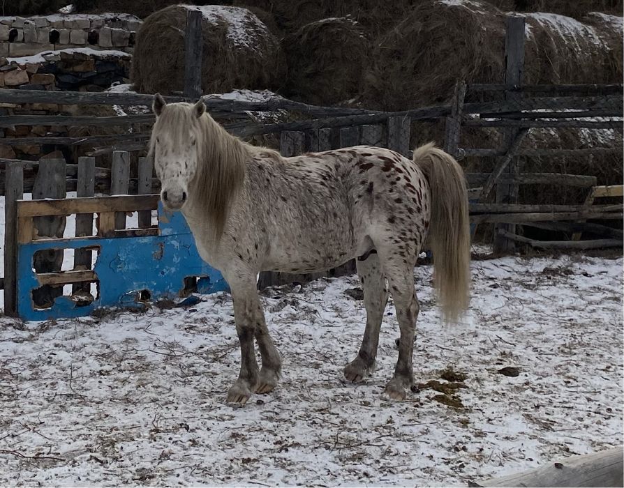 Шубар айгыр сатылады