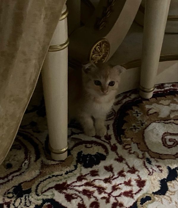 Шотладский вислоухий котенек симба
