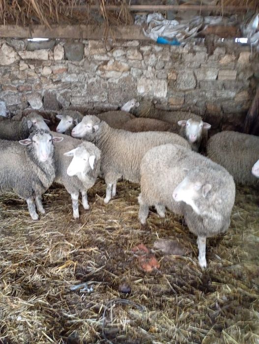 Vand 13 carlani rasa merinos pur