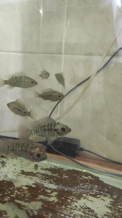 Тиляпия род цихлид