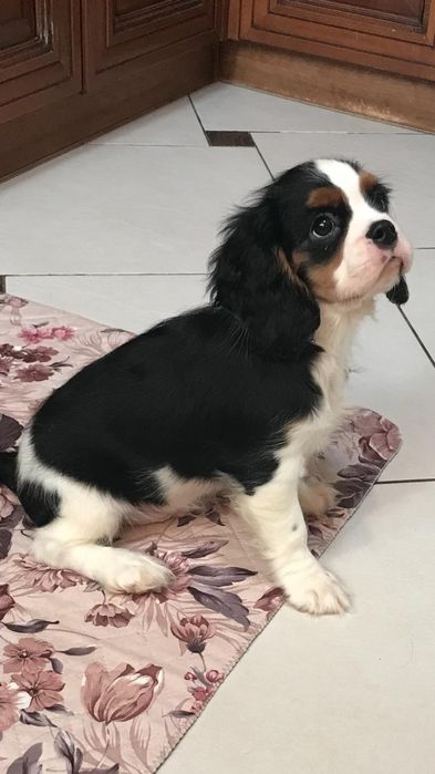 Щенки Кавалер Кинг-чарльз