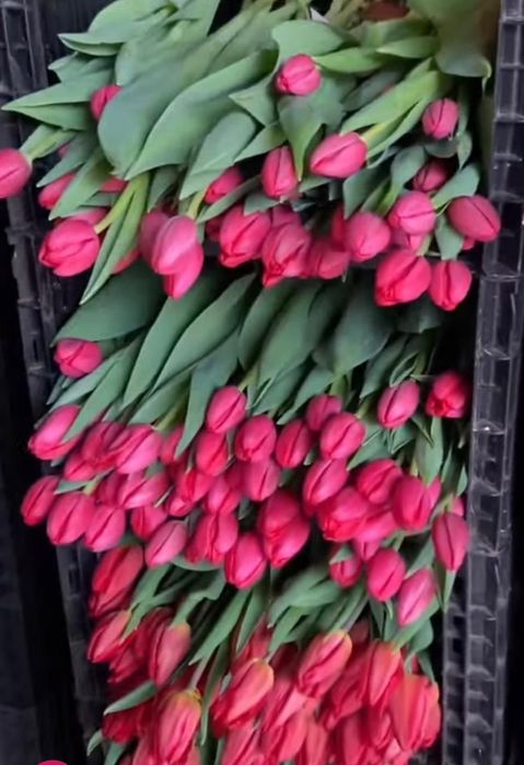 Тьюльпаны оптом с теплицы