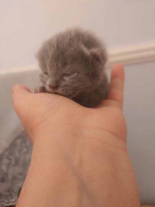 Шотландские виславушки  ещё 10 дней готовятся к продаже