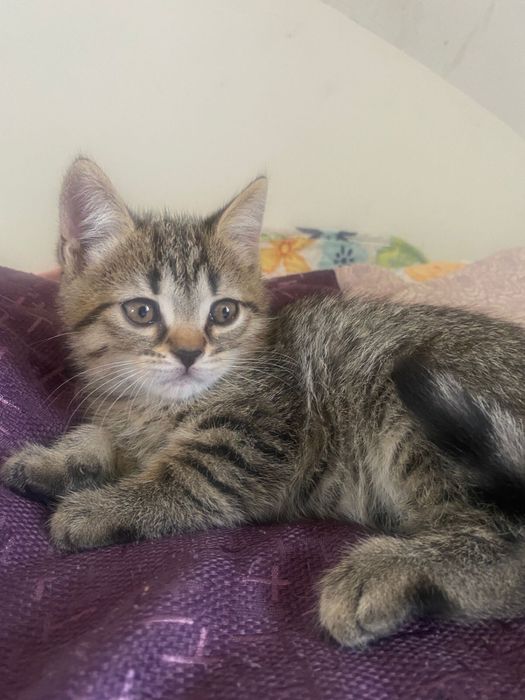 отдам котёнка в добрые руки