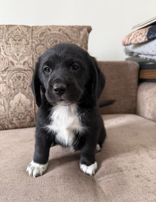 Щенок мальчик, помесь бигля, бесплатно