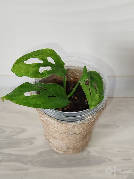 Monstera monkey monstera