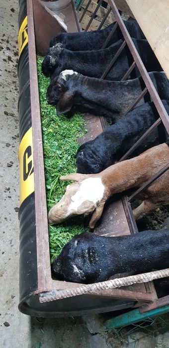 Тоқты қошқарлар сатылады