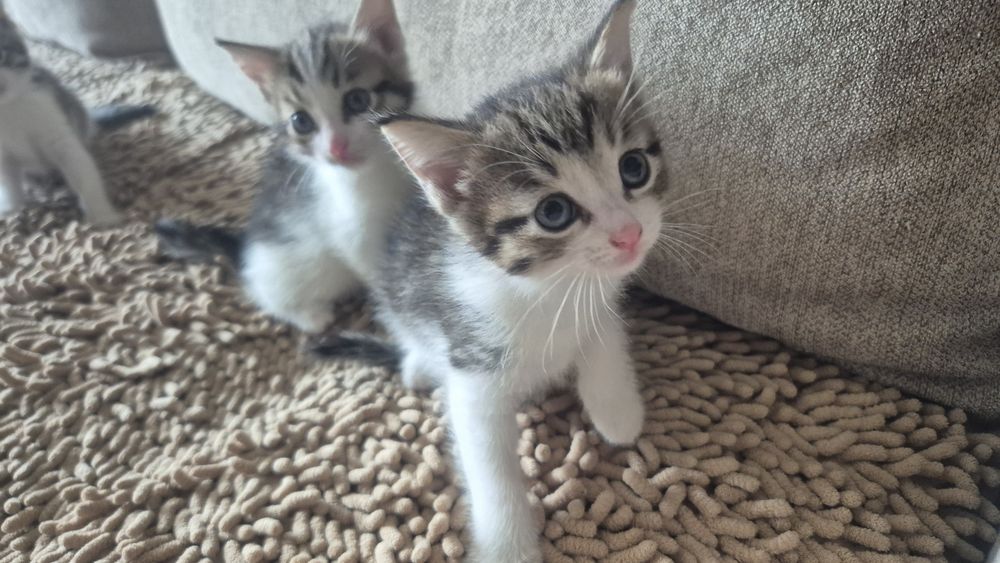 Отдам в добрые руки котят