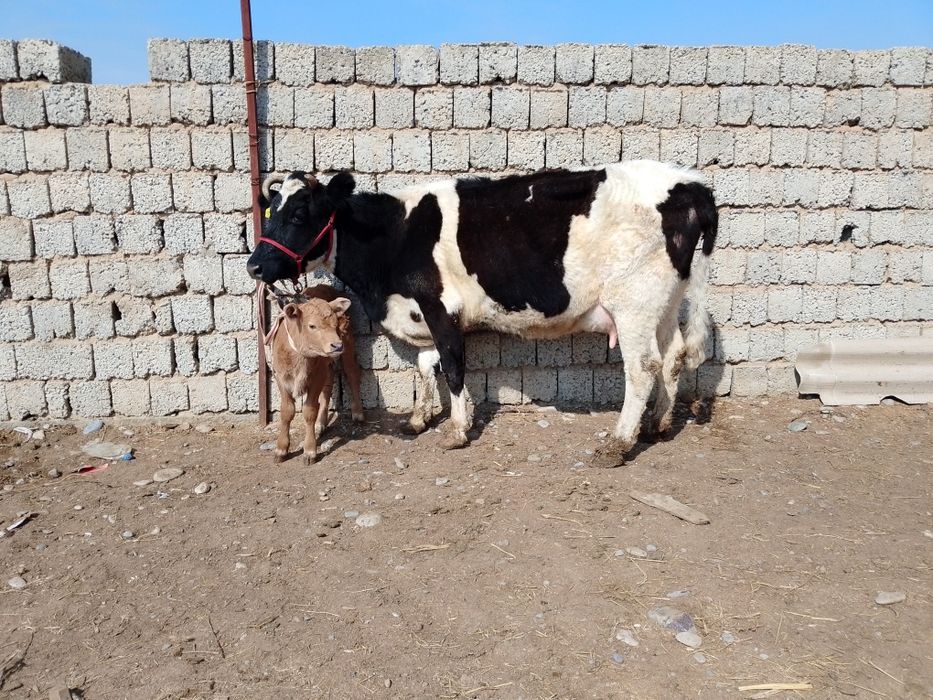 Бузаулы сиыр сатылады