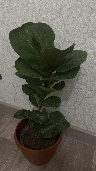 Комнатные Цветы Шефлера, Лирата,