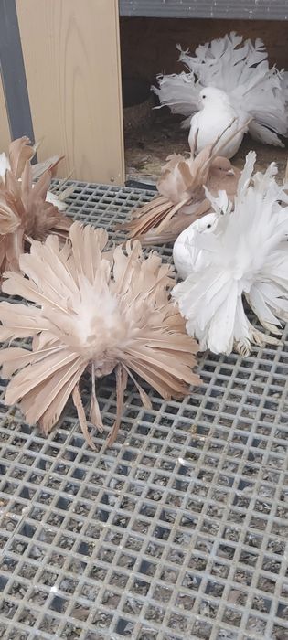 Porumbei voltati bulgaresti