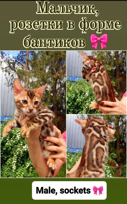 Шоу класса бенгальские котята