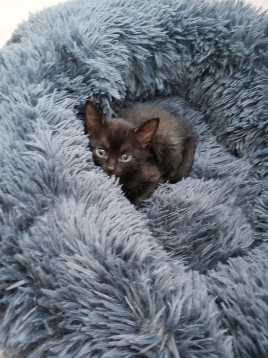Отдам котят, лоток знают