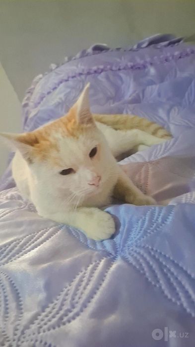 Pshik xadiyaga beriladi
