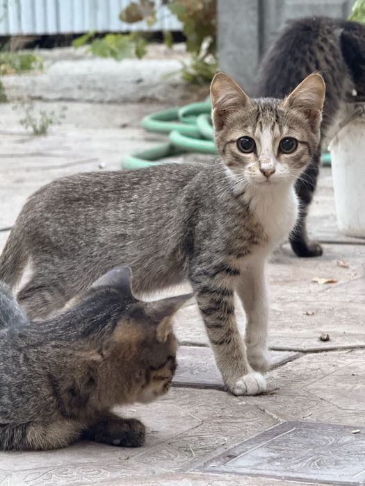 Отдам котят в добрые руки!