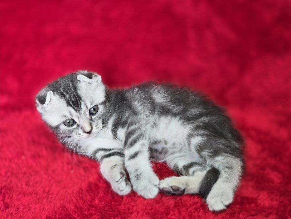 Котята вислоухие Scottish Fold
