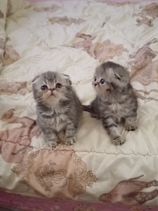 Продаются вислоухие котята