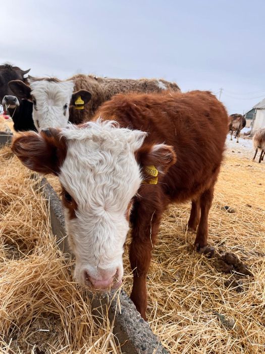 Продам телок прошлогодних