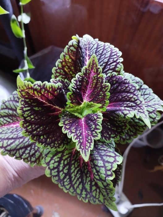 Продам комнатные цветы