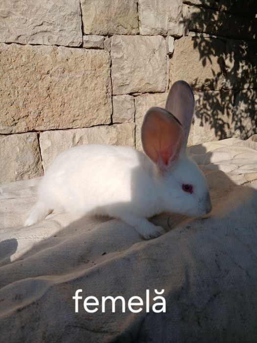 Iepurași  de vânzare
