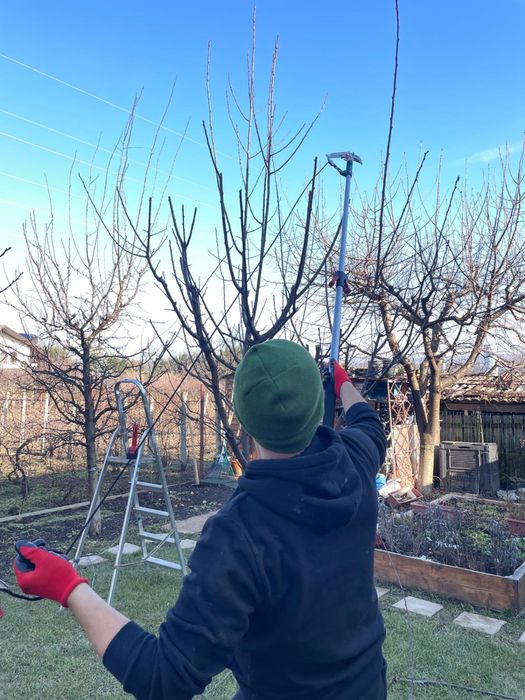 Curățare pomi/vita de vie/ amenajare gazon